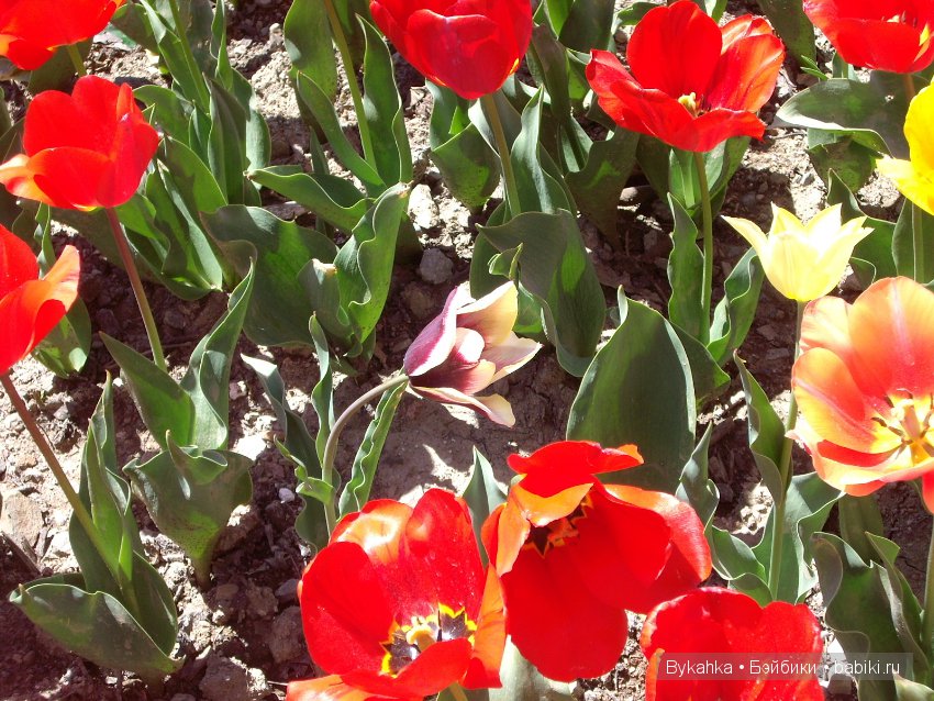 Сказка с названием " Крым". Часть 2