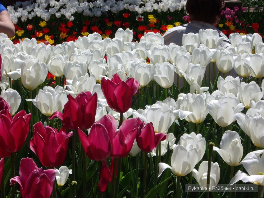 Сказка с названием " Крым". Часть 2 (фото 7)