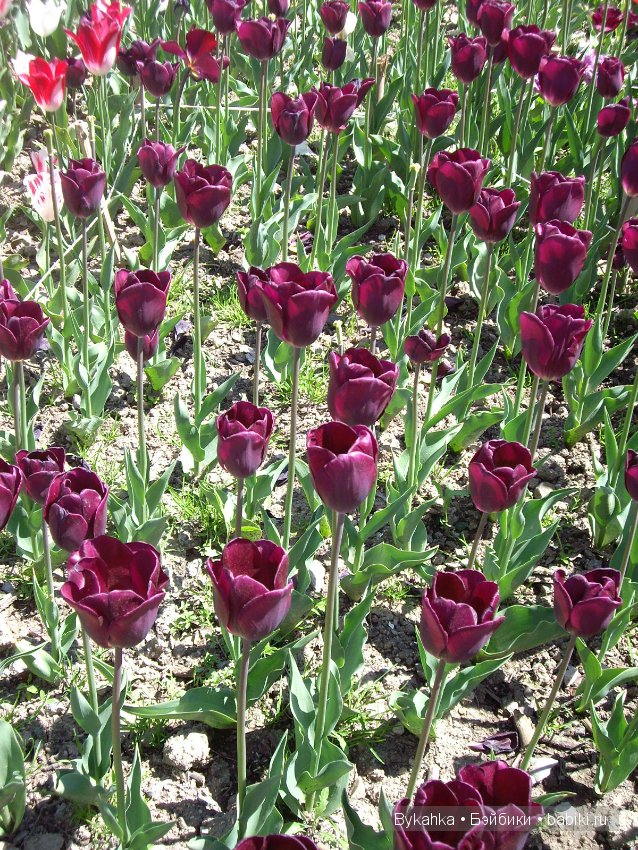 Сказка с названием " Крым". Часть 2