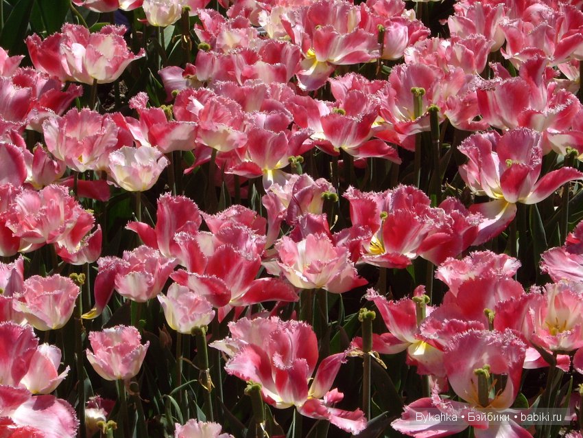 Сказка с названием " Крым". Часть 2