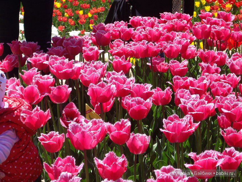 Сказка с названием " Крым". Часть 2 (фото 8)