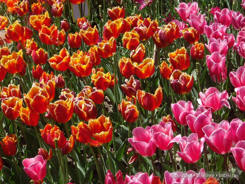 Сказка с названием " Крым". Часть 2