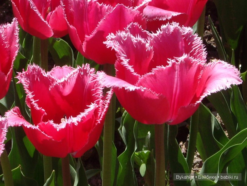 Сказка с названием " Крым". Часть 2 (фото 9)