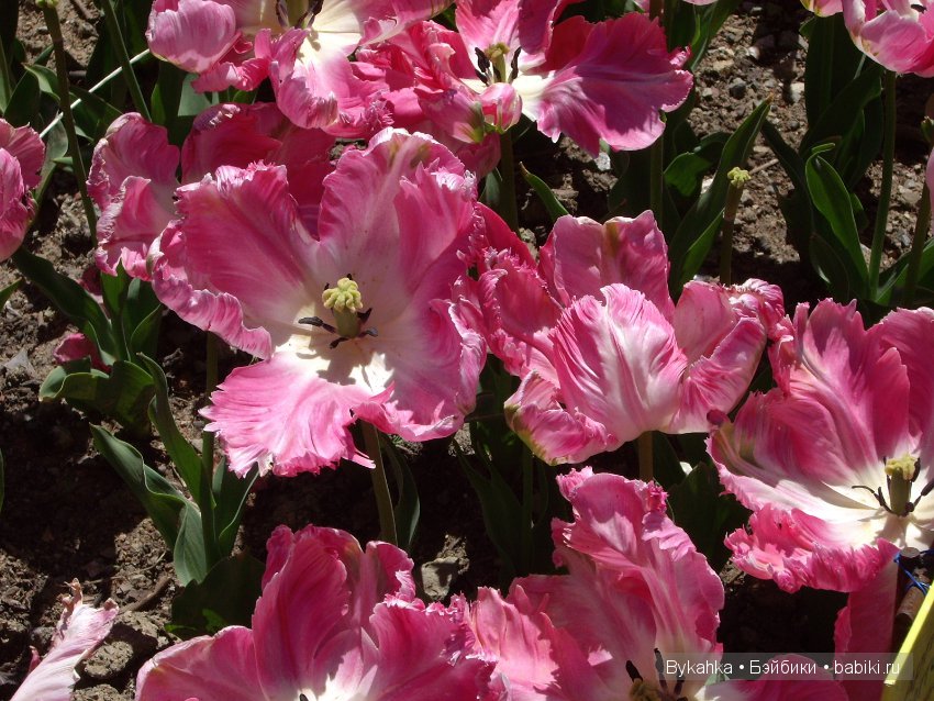 Сказка с названием " Крым". Часть 2