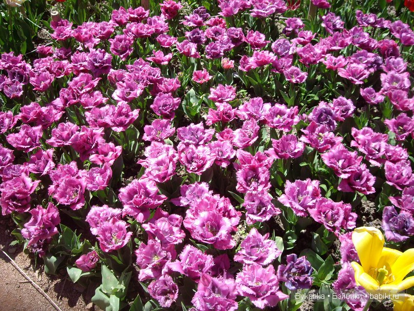 Сказка с названием " Крым". Часть 2