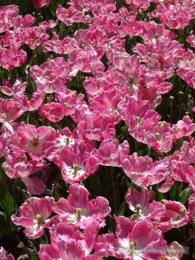 Сказка с названием " Крым". Часть 2