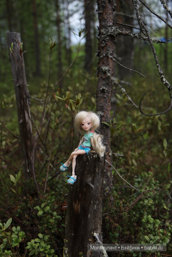 А вы видали, как цветет морошка (фото 6)