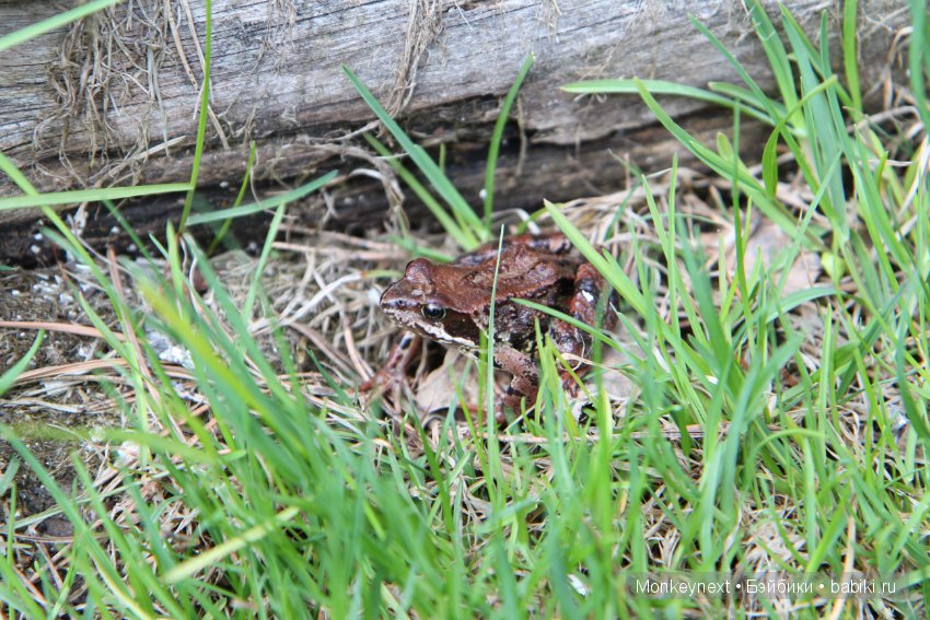 А вы видали, как цветет морошка