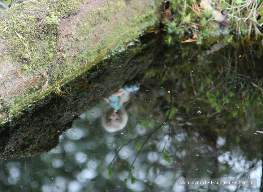 А вы видали, как цветет морошка
