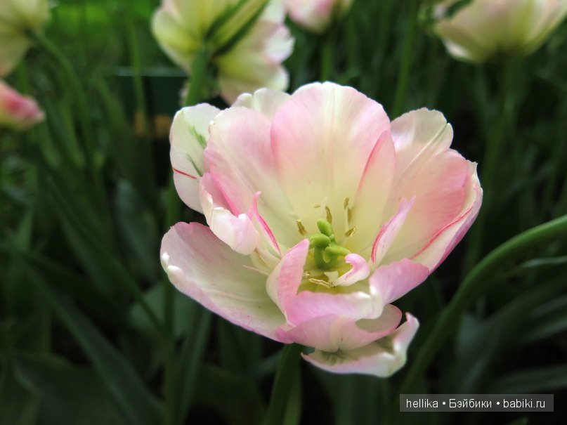 Фестиваль тюльпанов на Елагином острове в Санкт-Петербурге