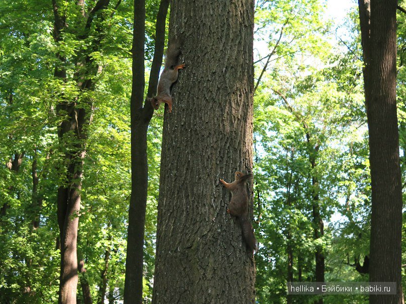 Фестиваль тюльпанов на Елагином острове в Санкт-Петербурге