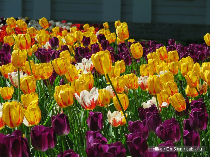 Фестиваль тюльпанов на Елагином острове в Санкт-Петербурге