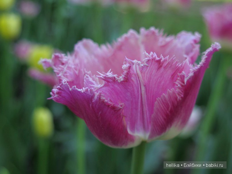 Фестиваль тюльпанов на Елагином острове в Санкт-Петербурге