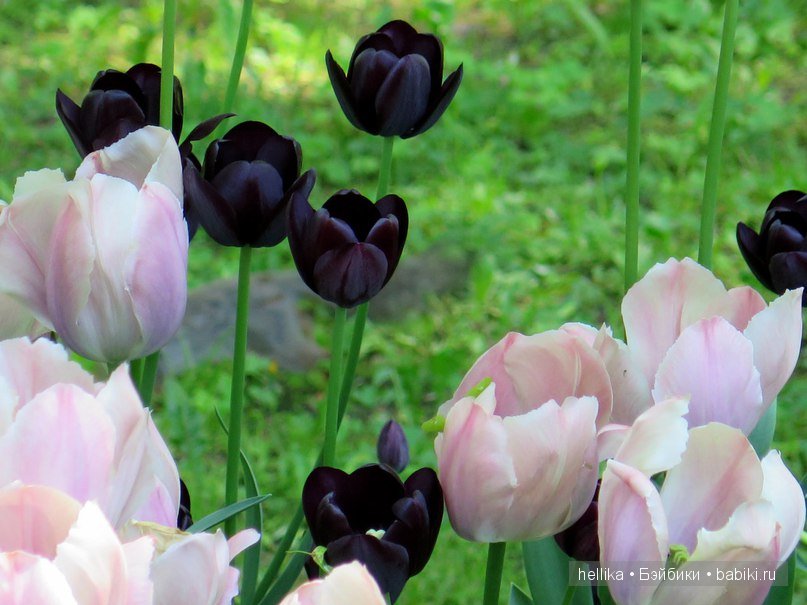 Фестиваль тюльпанов на Елагином острове в Санкт-Петербурге