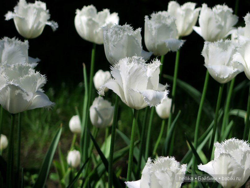 Фестиваль тюльпанов на Елагином острове в Санкт-Петербурге