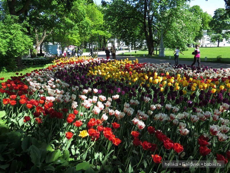 Фестиваль тюльпанов на Елагином острове в Санкт-Петербурге