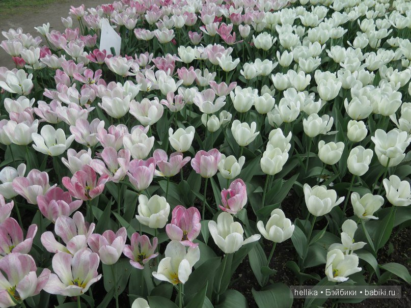 Фестиваль тюльпанов на Елагином острове в Санкт-Петербурге (фото 7)