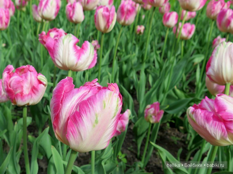 Фестиваль тюльпанов на Елагином острове в Санкт-Петербурге (фото 4)