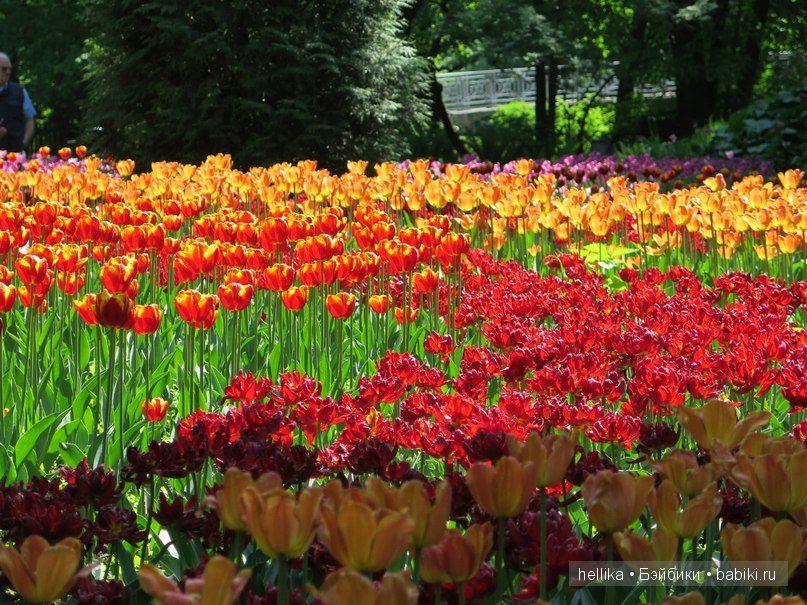Фестиваль тюльпанов на Елагином острове в Санкт-Петербурге (фото 10)