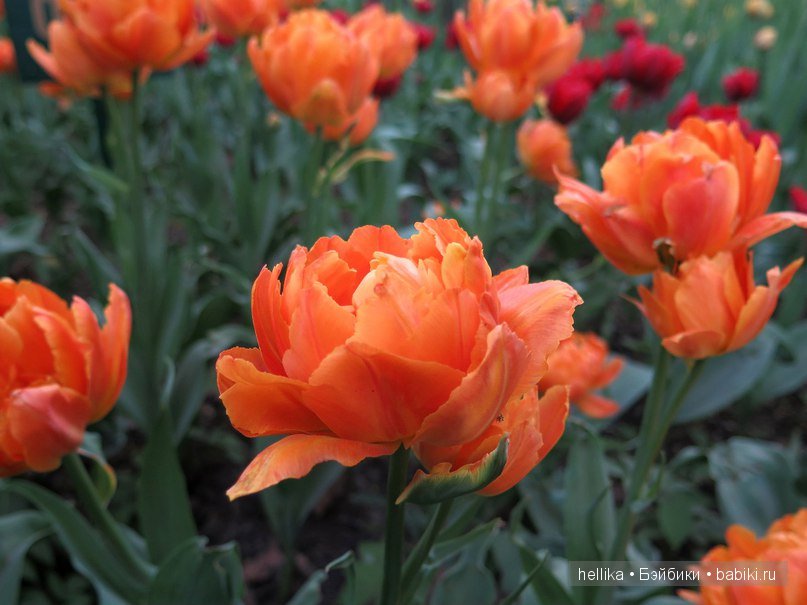Фестиваль тюльпанов на Елагином острове в Санкт-Петербурге (фото 3)