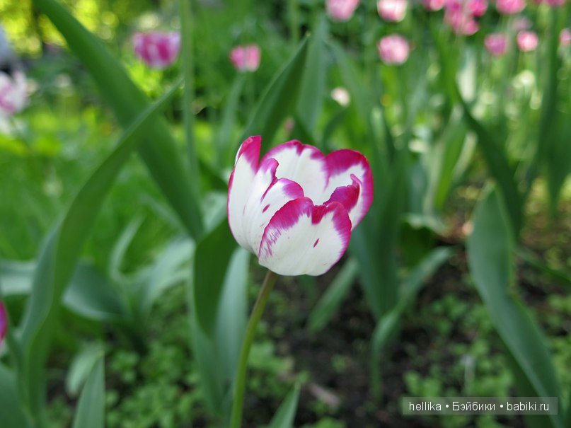 Фестиваль тюльпанов на Елагином острове в Санкт-Петербурге
