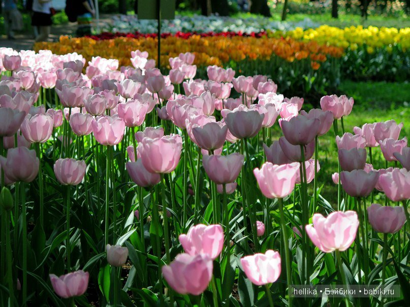 Фестиваль тюльпанов на Елагином острове в Санкт-Петербурге