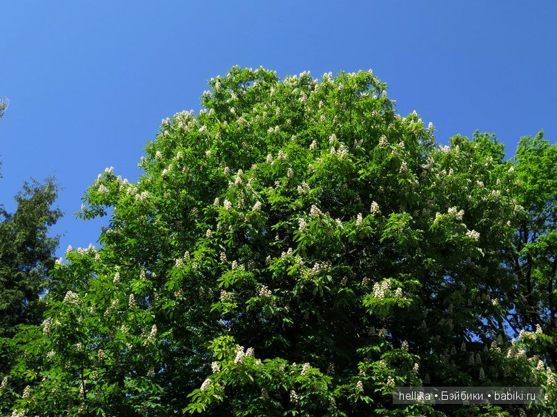 Фестиваль тюльпанов на Елагином острове в Санкт-Петербурге
