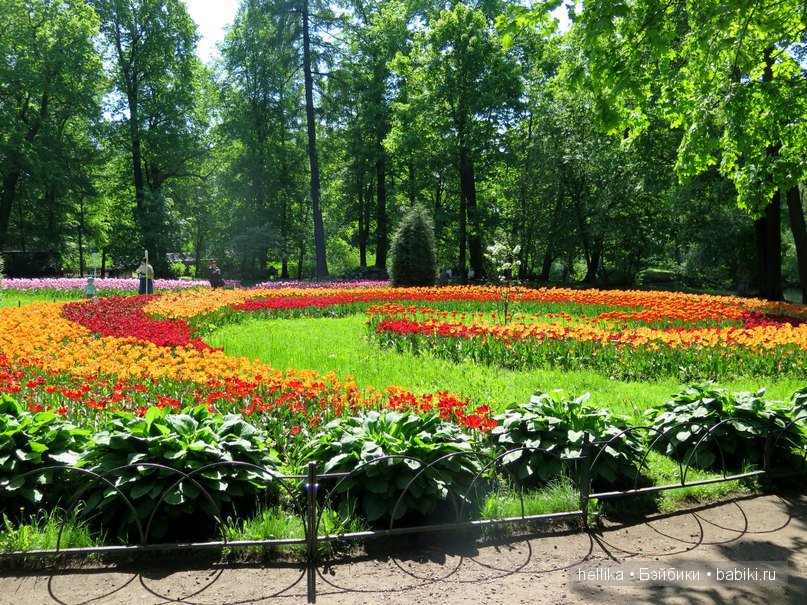 Фестиваль тюльпанов на Елагином острове в Санкт-Петербурге (фото 9)