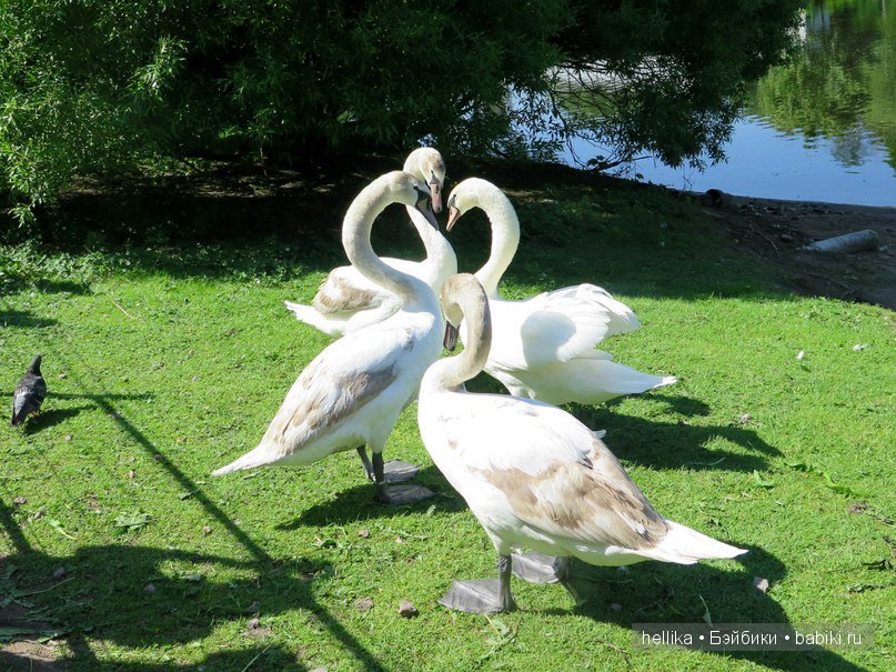 Фестиваль тюльпанов на Елагином острове в Санкт-Петербурге