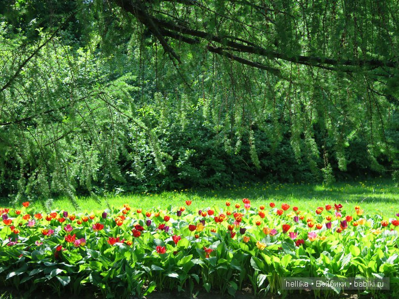 Фестиваль тюльпанов на Елагином острове в Санкт-Петербурге