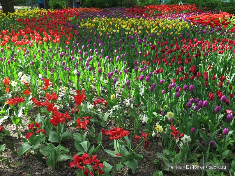 Фестиваль тюльпанов на Елагином острове в Санкт-Петербурге