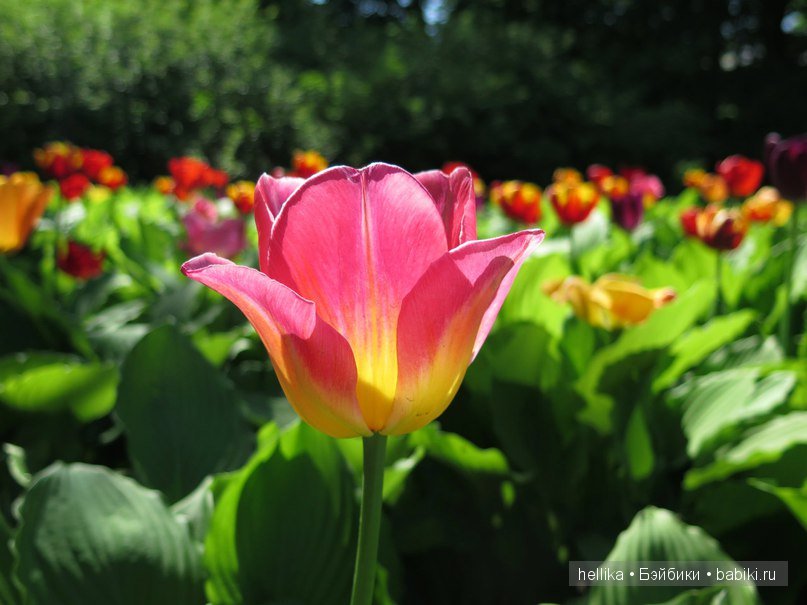 Фестиваль тюльпанов на Елагином острове в Санкт-Петербурге