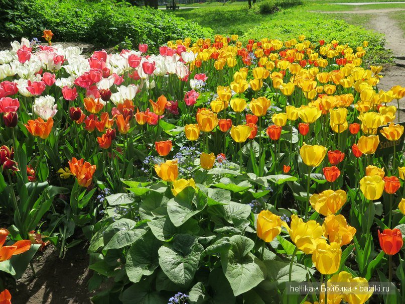 Фестиваль тюльпанов на Елагином острове в Санкт-Петербурге
