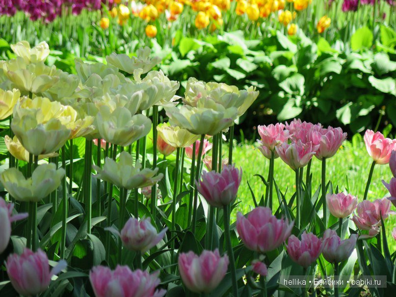 Фестиваль тюльпанов на Елагином острове в Санкт-Петербурге