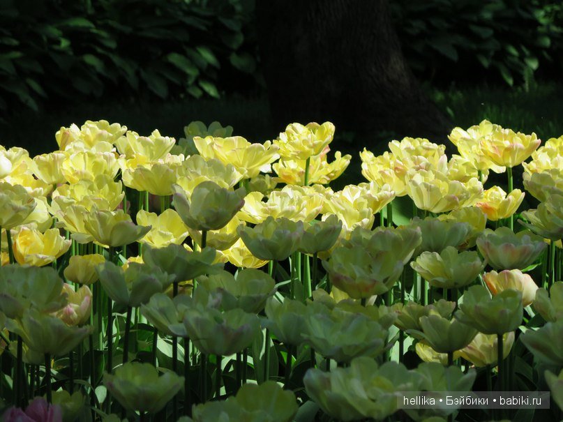 Фестиваль тюльпанов на Елагином острове в Санкт-Петербурге