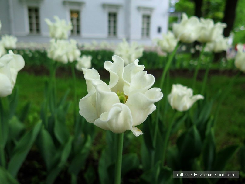 Фестиваль тюльпанов на Елагином острове в Санкт-Петербурге (фото 5)