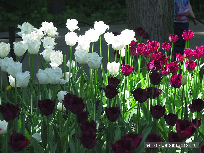 Фестиваль тюльпанов на Елагином острове в Санкт-Петербурге