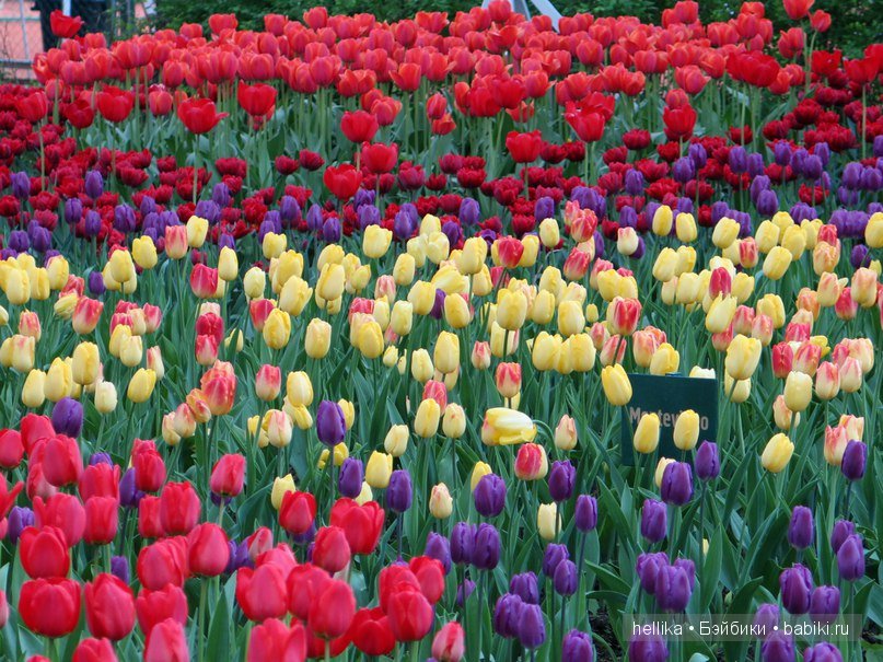 Фестиваль тюльпанов на Елагином острове в Санкт-Петербурге (фото 2)