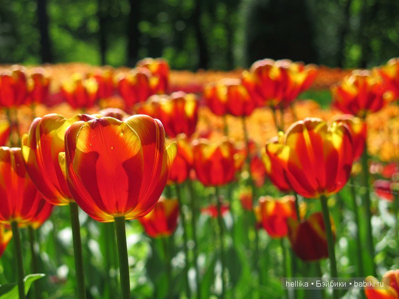 Фестиваль тюльпанов на Елагином острове в Санкт-Петербурге