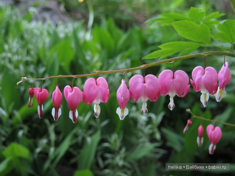 Фестиваль тюльпанов на Елагином острове в Санкт-Петербурге