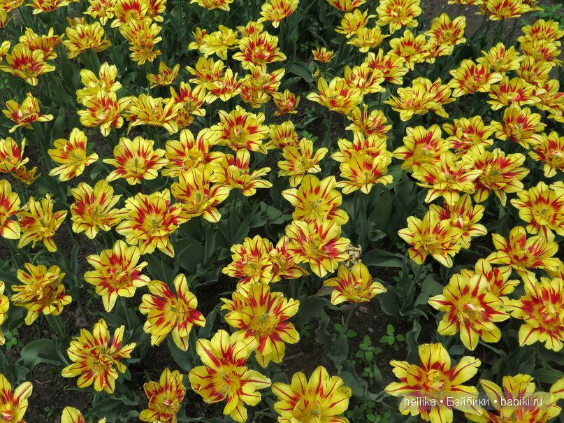 Фестиваль тюльпанов на Елагином острове в Санкт-Петербурге