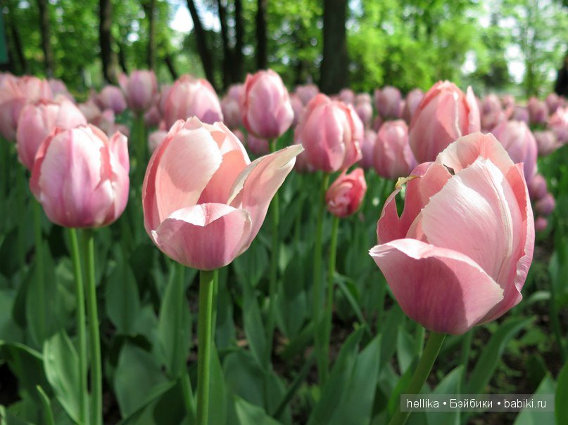 Фестиваль тюльпанов на Елагином острове в Санкт-Петербурге (фото 6)