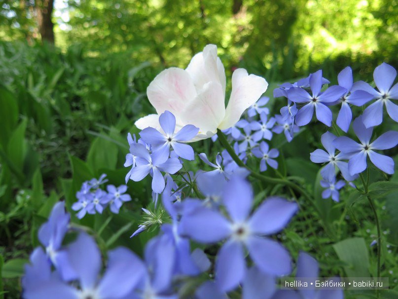 Фестиваль тюльпанов на Елагином острове в Санкт-Петербурге