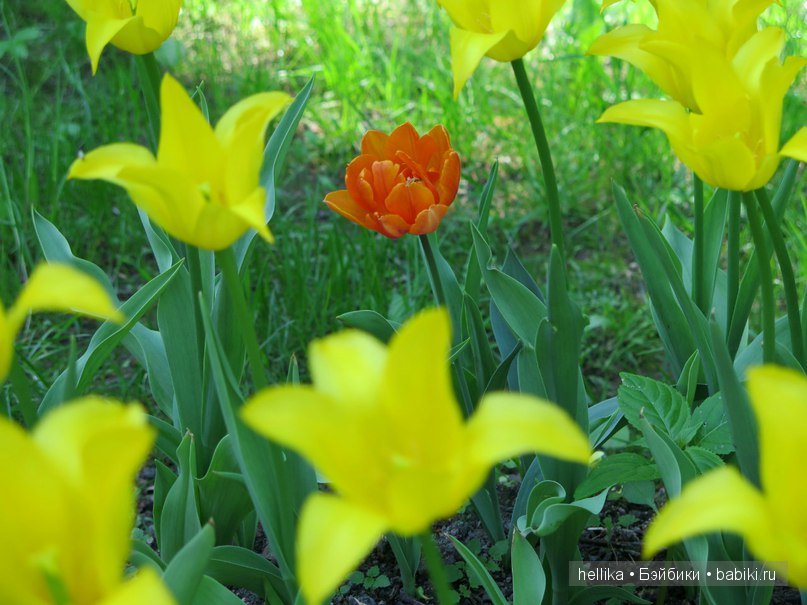 Фестиваль тюльпанов на Елагином острове в Санкт-Петербурге