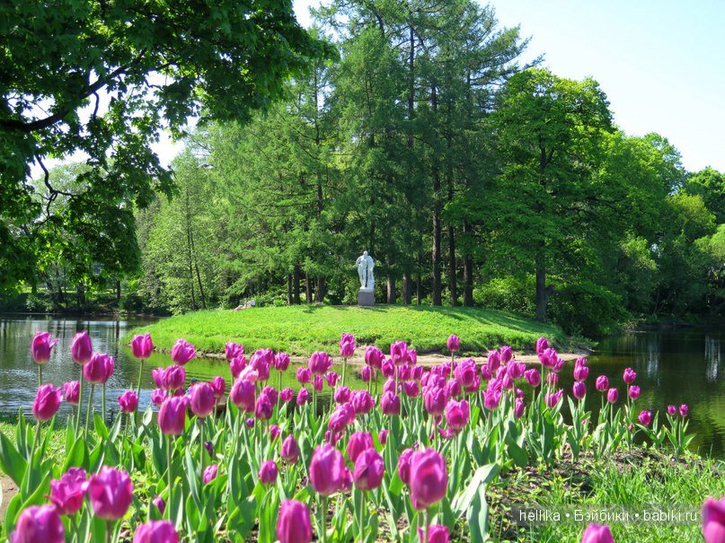 Фестиваль тюльпанов на Елагином острове в Санкт-Петербурге (фото 8)