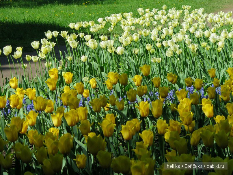 Фестиваль тюльпанов на Елагином острове в Санкт-Петербурге