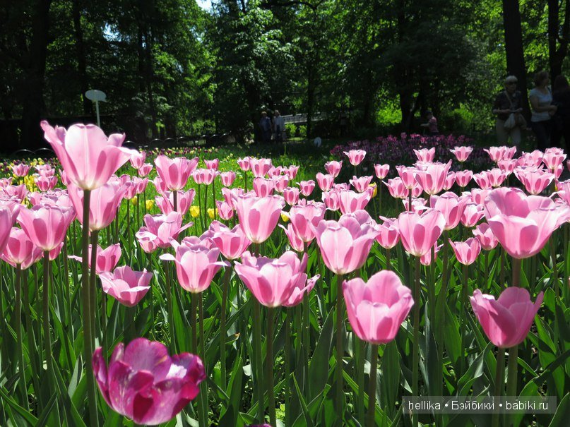 Фестиваль тюльпанов на Елагином острове в Санкт-Петербурге
