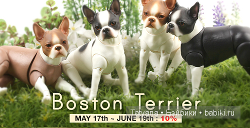 Бультерьеры и Бостон терьеры от Iplehouse со скидкой 10%