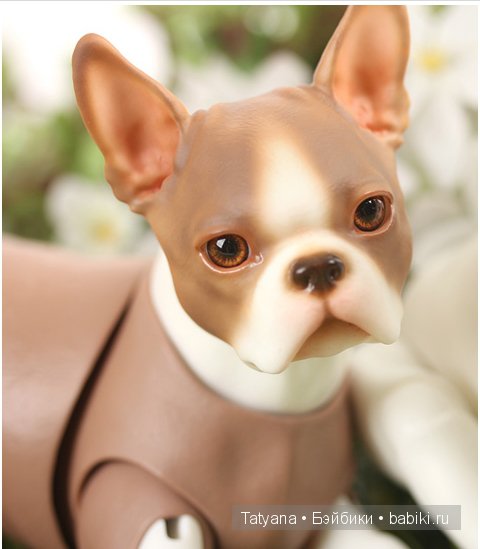 Бультерьеры и Бостон терьеры от Iplehouse со скидкой 10% (фото 5)