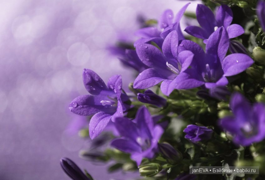 Flashmob 3 июня.День третий.Цветы